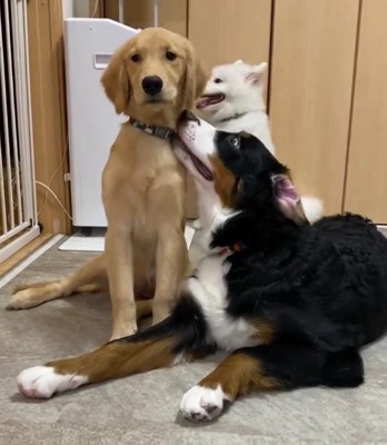 2頭の大型犬の後ろに1頭の白い大型犬