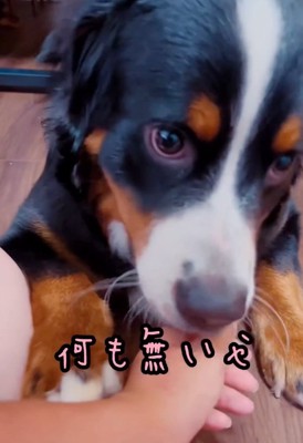 おしゃぶり再開するマロンちゃん