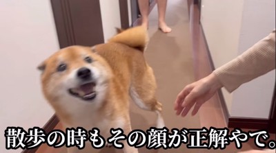 笑顔の柴犬