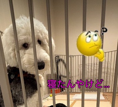 愛犬のポンちゃんが困惑顔…