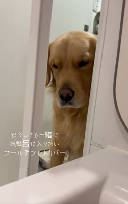 お風呂に入りたいドドくん