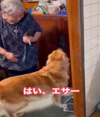 エサを見る犬
