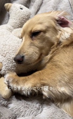 枕で寝るモナカくん