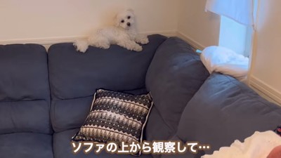 赤ちゃんを観察するエルくん