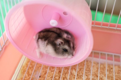 ハムスター、ピンクの回し車