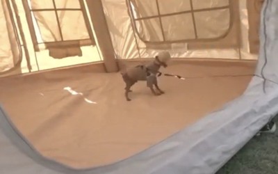 テントの中を歩く犬