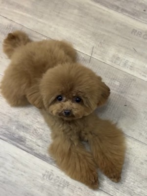 伏せをするプードル