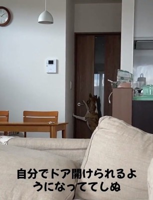 取っ手に手をかけるくっきーちゃん