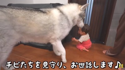 見守りに忙しいもんちゃん