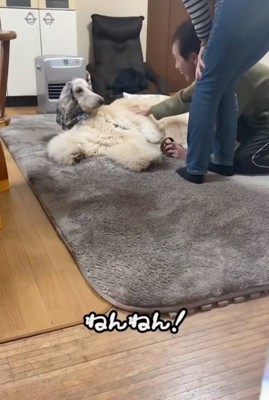 寝転がる大型犬