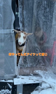 龍之介くんの雪遊び5