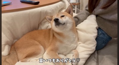 飼い主になでられて目を細める犬