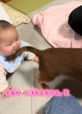 実家のワンコの洗礼を受ける赤ちゃん3
