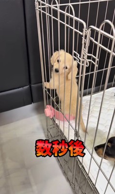 足湯を覚えた赤ちゃん犬7