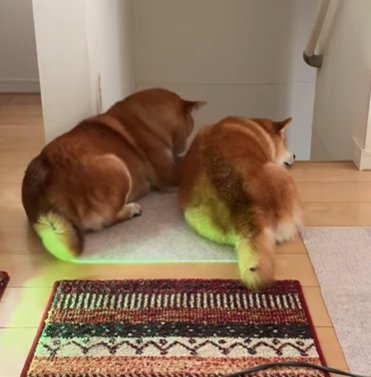 階段の前に並んで伏せて掃除機の邪魔をする2匹の柴犬