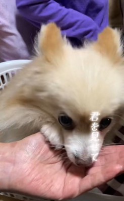 まりもちゃんの変化3