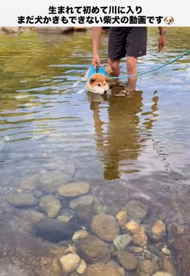浮いたまま動けない柴犬