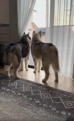 並んだ兄弟犬の後ろ姿