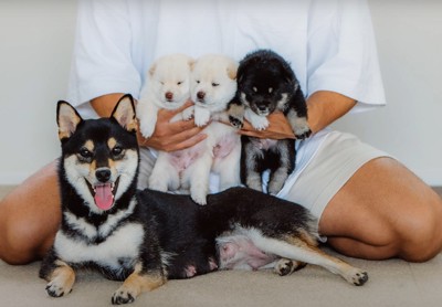 柴犬ファミリーと飼い主の集合写真