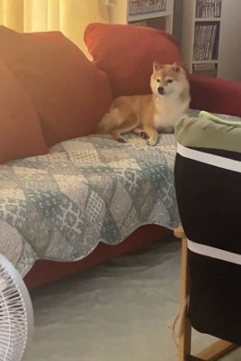 目を逸らすこまりちゃん