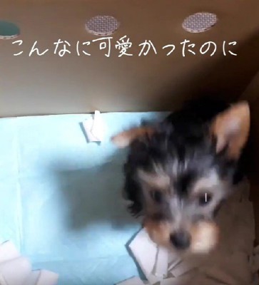 大切に大切に育てたら…