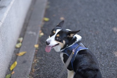 ハーネスをつけて散歩する犬