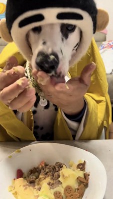 ケーキまみれの顔で手を舐める犬