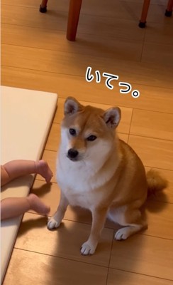 何か言いたげな表情でカメラを見つめる柴犬