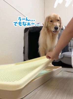 「なんか悪いし…」