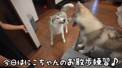 にこちゃんのお散歩練習