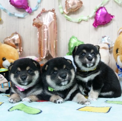 豆柴の赤ちゃん犬3兄妹