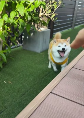 棚の横に舌を出した柴犬