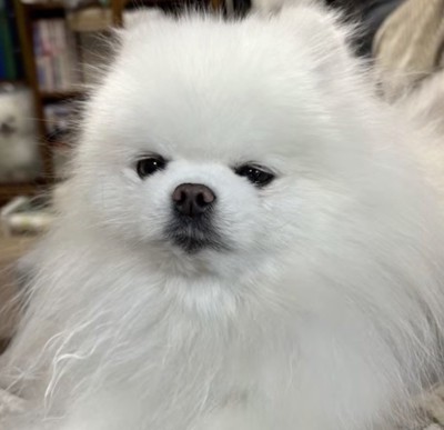 眠たそうにカメラを見つめる犬