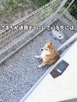 なぜかお庭で動かない犬→視線の先を見てみたら…思ってもみなかった