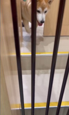 サロンに預けられる豆助座衛門くん8