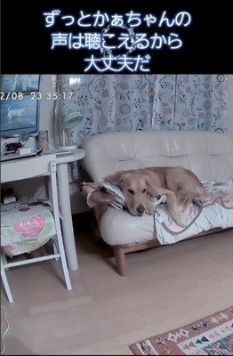 カメラ越しに飼い主さんの声が