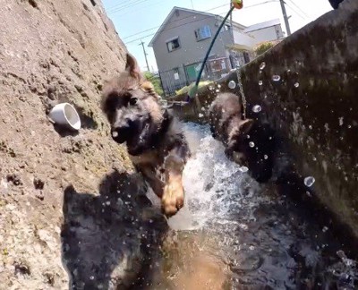 用水路の中を走る2頭の犬