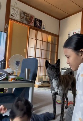 見つめる犬2