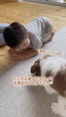 ごはんを食べる犬の様子をのぞき込む男の子