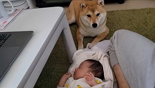 わらびちゃんと赤ちゃん