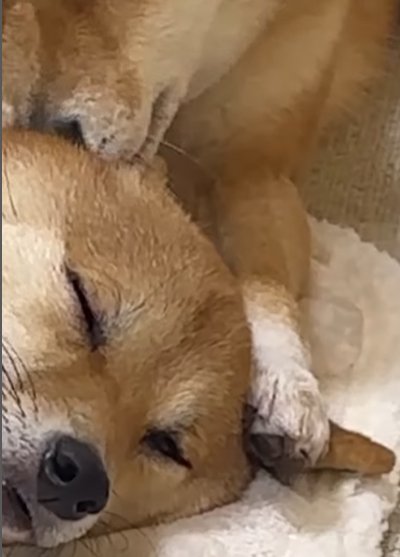 妹犬の耳を押さえる前足