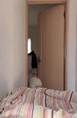 スタンダードプードルさん！！