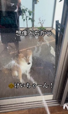 けいちゃんにガラス越しに水をかけたら…6