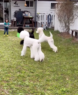 ディスクを投げて遊ぶ犬たち