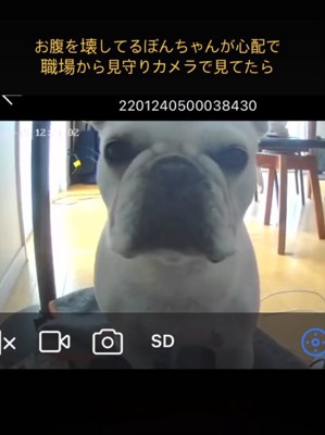 見つめる犬1