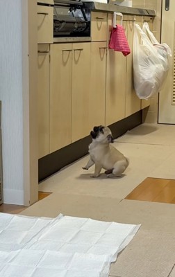 鳴き続けるゴンちゃん