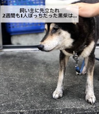 黒柴犬の鶴ちゃん