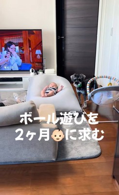 赤ちゃんを遊びに誘うらんちゃん