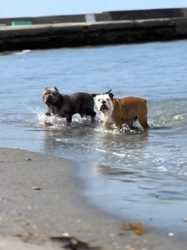 ブリちゃんと海ではしゃぐ