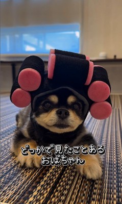 チワワ三兄弟のための購入品紹介5